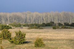 14: IMG_1043_ed2_ct