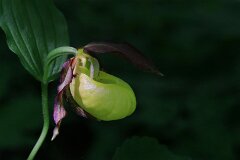 27: IMG_1081_ed_ct1