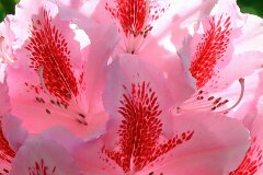 4: IMG_3588_ed_ct_aidn-gp-2560