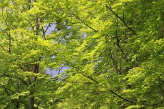 17: IMG_5353