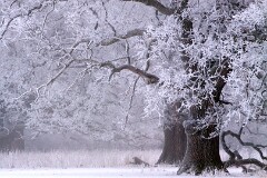 8: IMG_0363_ed2