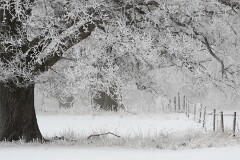 2: IMG_0368_ed2_ct